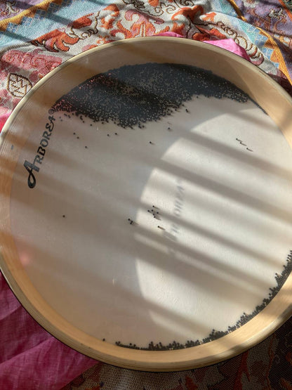 Ocean drum